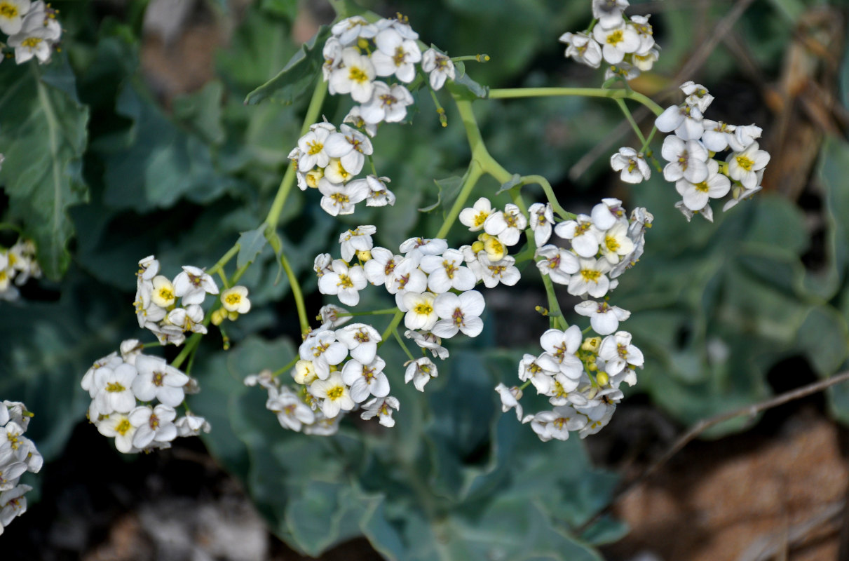 Изображение особи Crambe maritima.