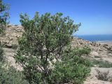 Celtis glabrata