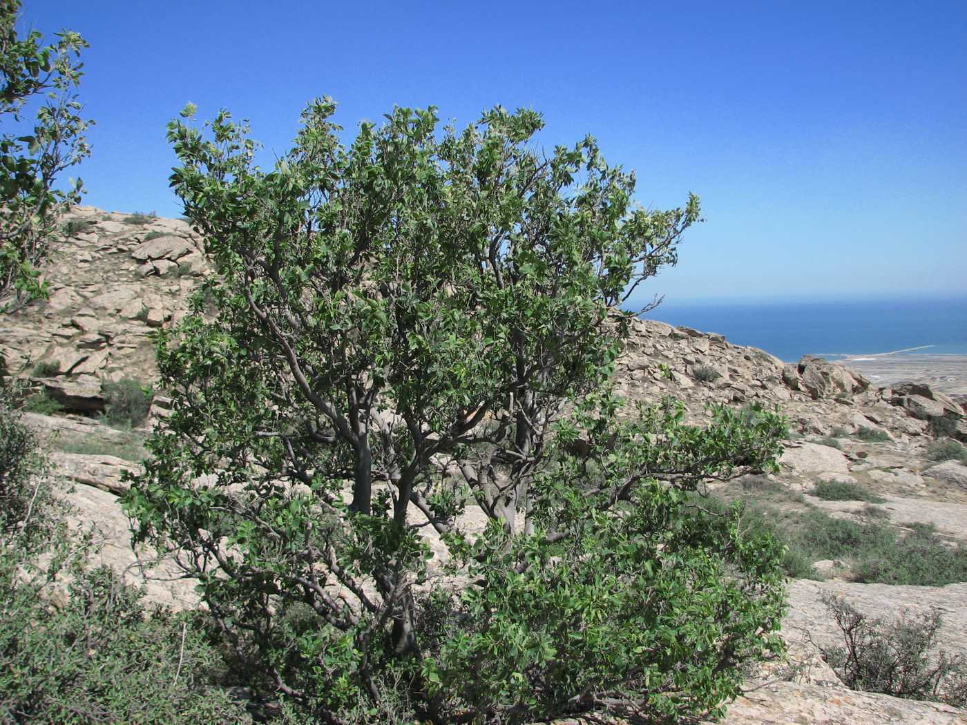 Image of Celtis glabrata specimen.