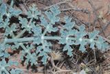 genus Ferula. Лист. Узбекистан, Ферганская обл., горы Кампиркок, пестроцветы. 20.05.2021.
