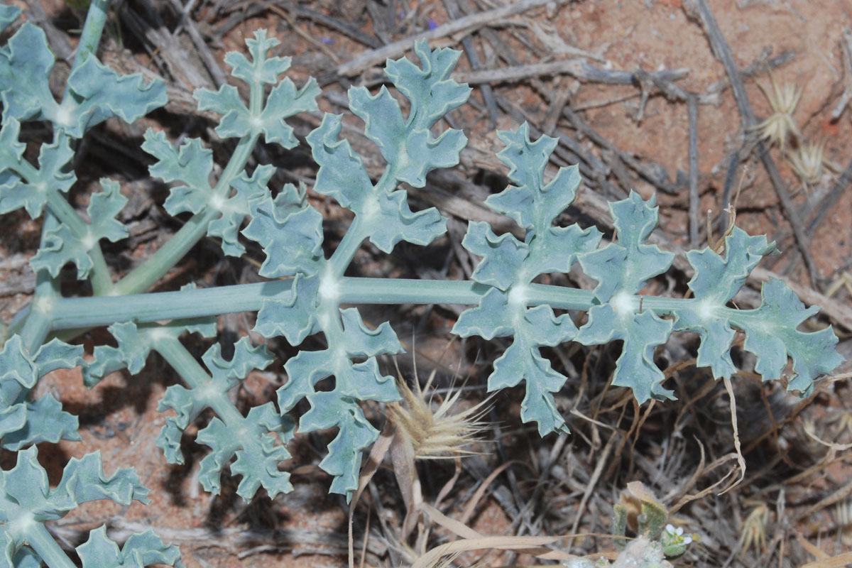 Image of genus Ferula specimen.