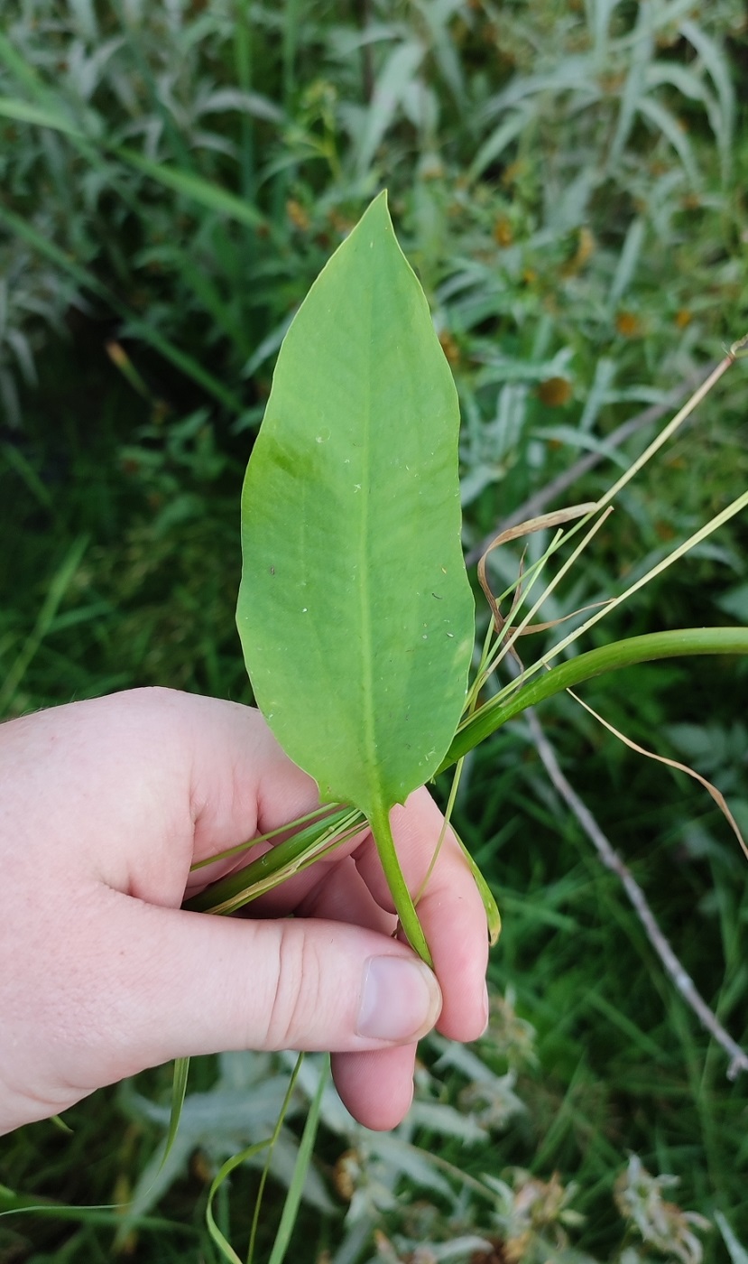 Image of Alisma plantago-aquatica specimen.