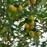 Prunus cerasifera. Верхушка ветви со зреющими плодами. Крым, Южный Берег, г. Алушта, в культуре. 19.07.2021.