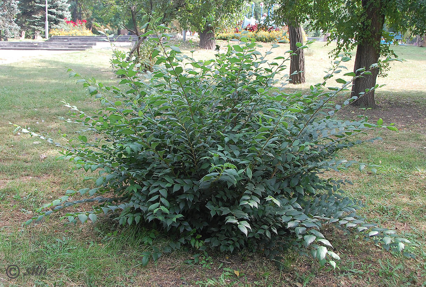 Image of Ulmus pumila specimen.