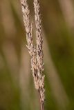 Calamagrostis arundinacea. Части соплодий. Краснодарский край, Мостовской р-н, Баговское сельское поселение, долина р. Уруштен, окр. оз. Малое, выс. ≈ 2000 м н.у.м., субальпийский луг. 30.08.2021.