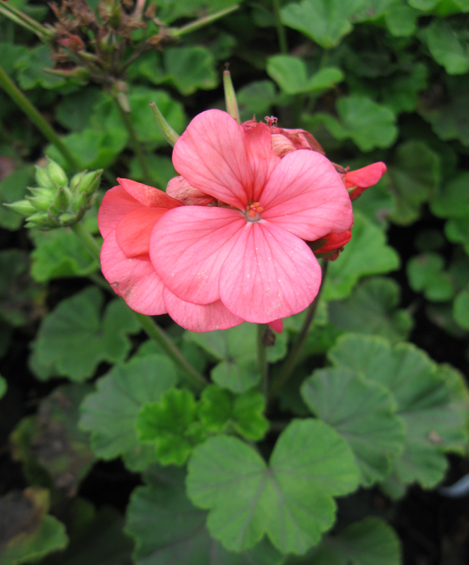 Изображение особи Pelargonium hortorum.