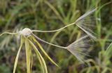 Tragopogon porrifolius