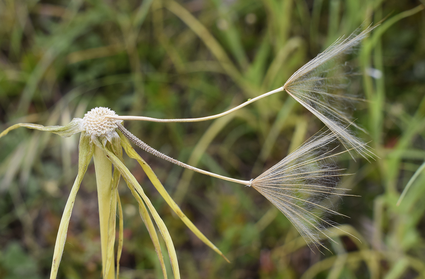 Изображение особи Tragopogon porrifolius.