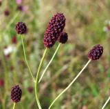 Sanguisorba officinalis