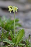 Primula ruprechtii. Цветущее растение. Республика Северная Осетия-Алания, Алагирский р-н, Большой Кавказ, правый склон ущелья реки Садон, ≈ 3045 м н.у.м., осыпь. 03.07.2021.