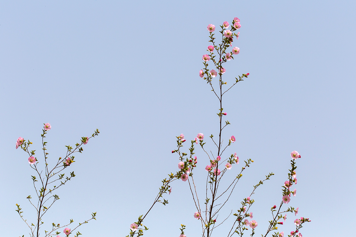 Image of Anisodontea scabrosa specimen.