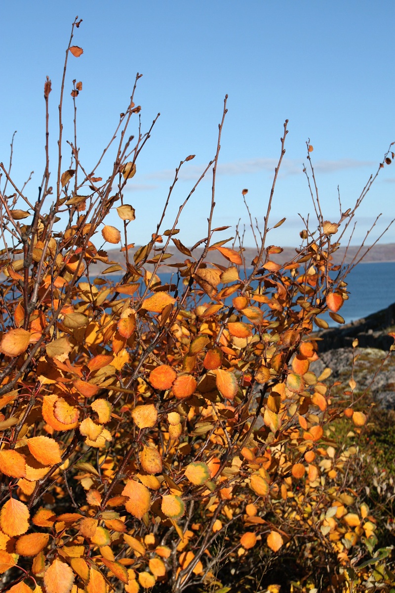 Изображение особи Betula czerepanovii.