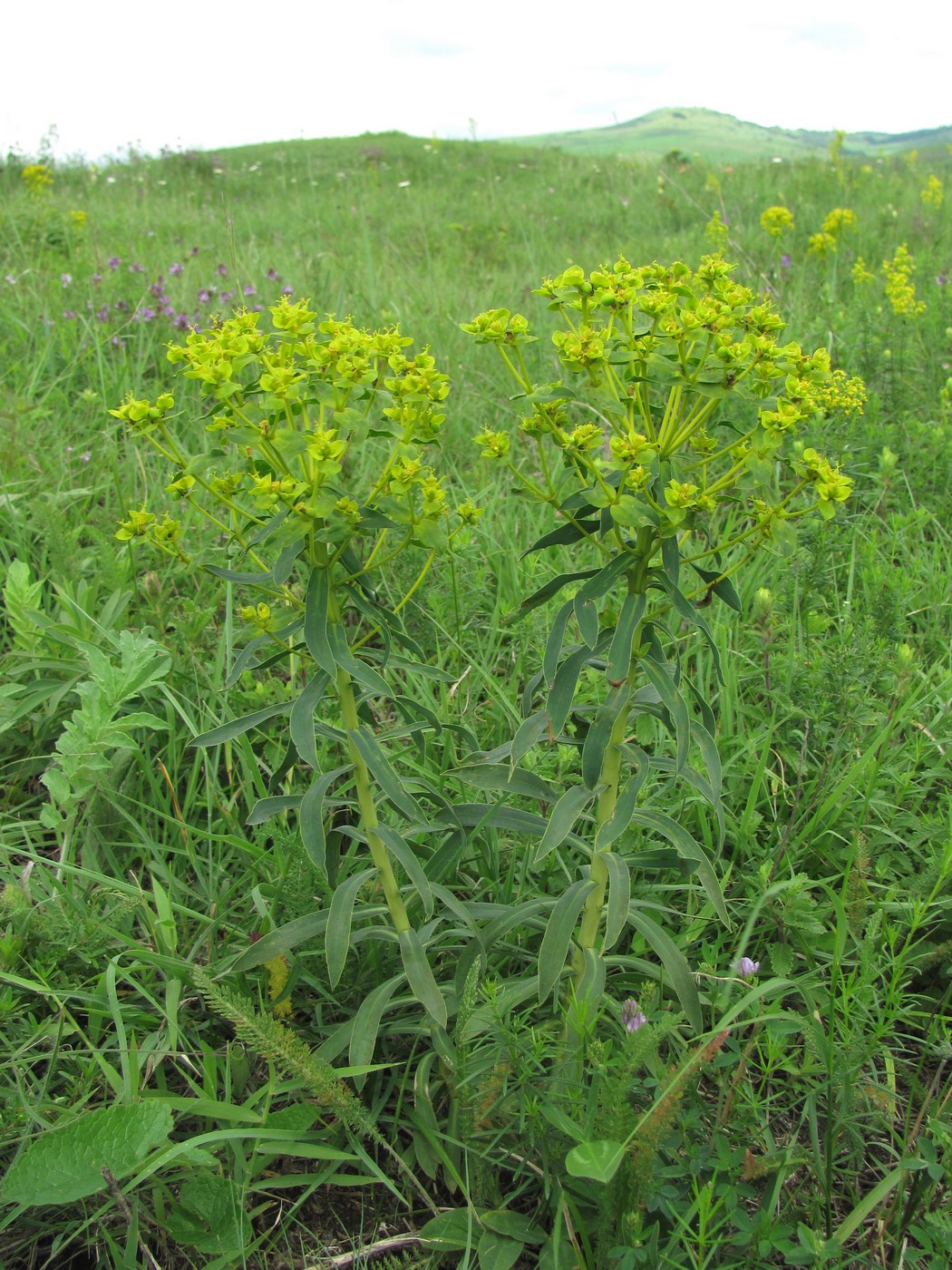 Изображение особи Euphorbia seguieriana.