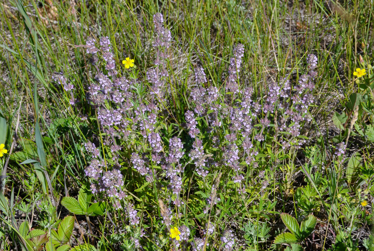 Изображение особи Thymus marschallianus.