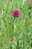 Trifolium alpestre. Верхушка цветущего растения. Республика Татарстан, Спасский р-н, ур. Ясачка. 08.06.2010.