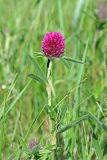 Trifolium alpestre. Верхушка цветущего растения. Республика Татарстан, Спасский р-н, ур. Ясачка. 08.06.2010.