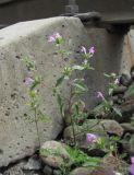 Galeopsis ladanum