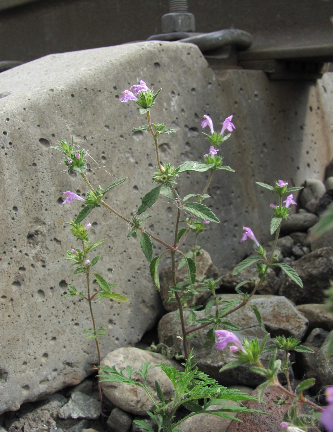 Изображение особи Galeopsis ladanum.