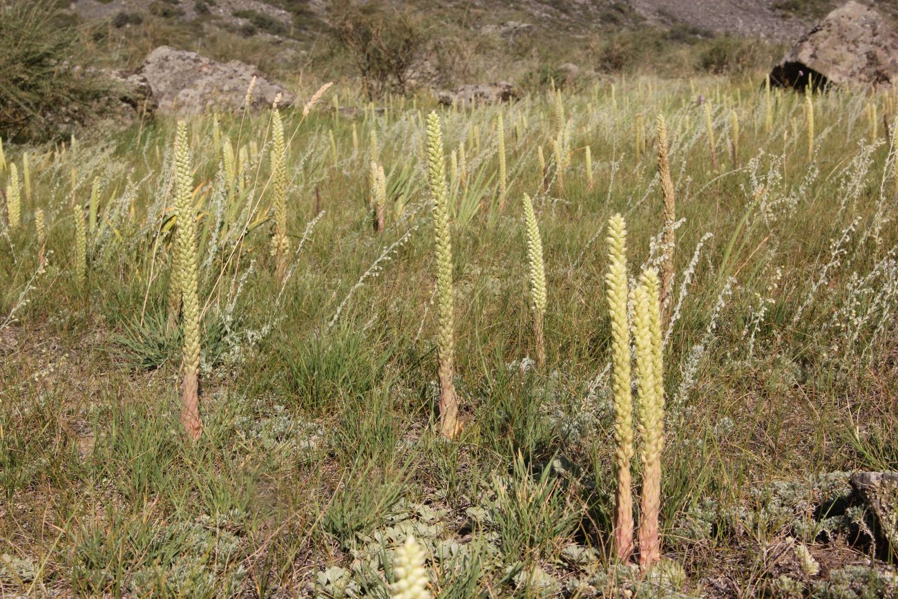 Image of Orostachys spinosa specimen.