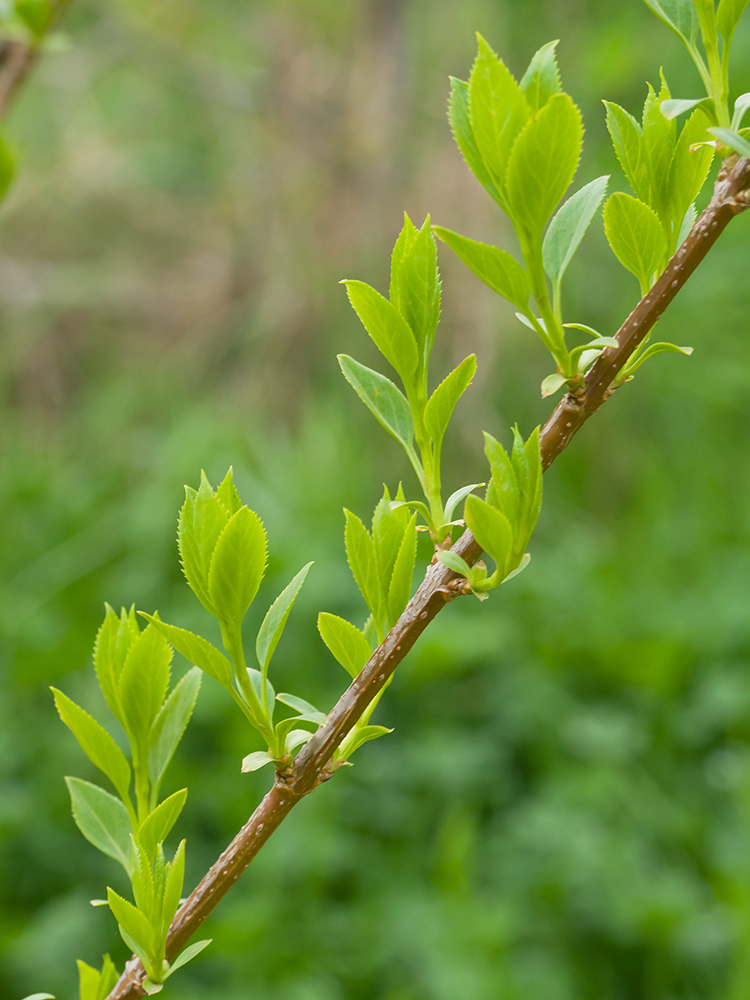 Image of Forsythia &times; intermedia specimen.