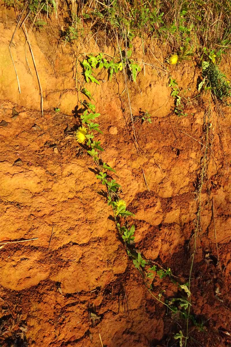 Image of Cucumis zeyheri specimen.