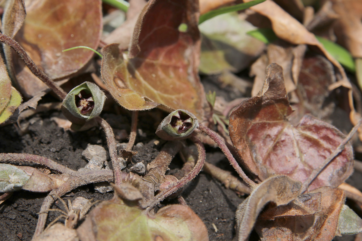 Изображение особи Asarum europaeum.