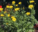 Doronicum orientale