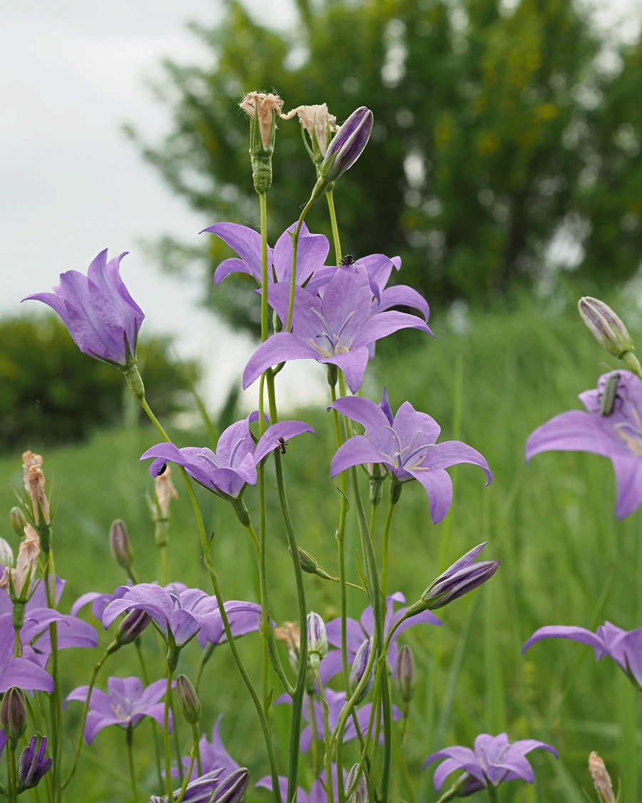 Image of Campanula wolgensis specimen.