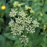 Aegopodium podagraria