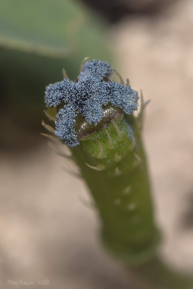 Изображение особи семейство Papaveraceae.