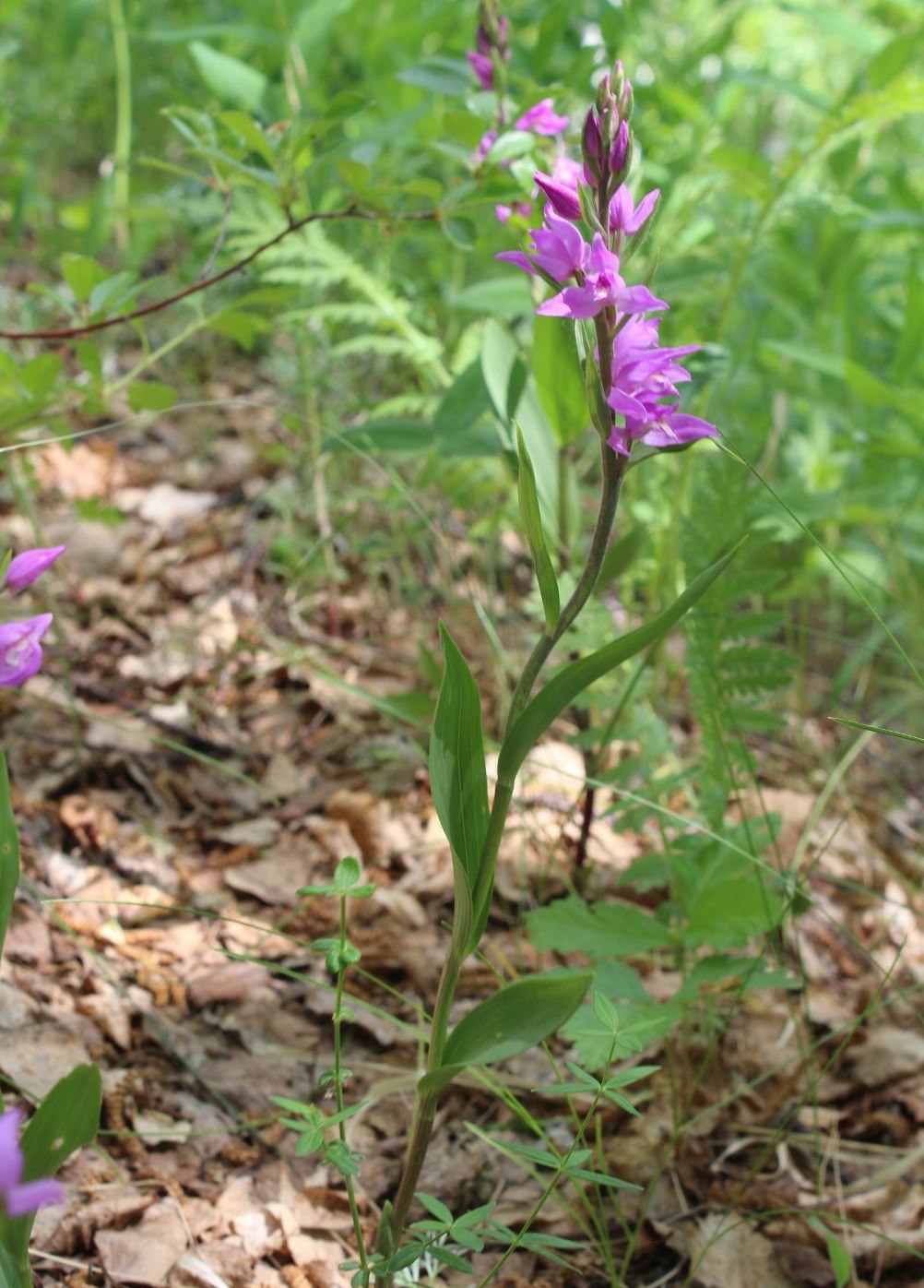 Изображение особи Cephalanthera rubra.