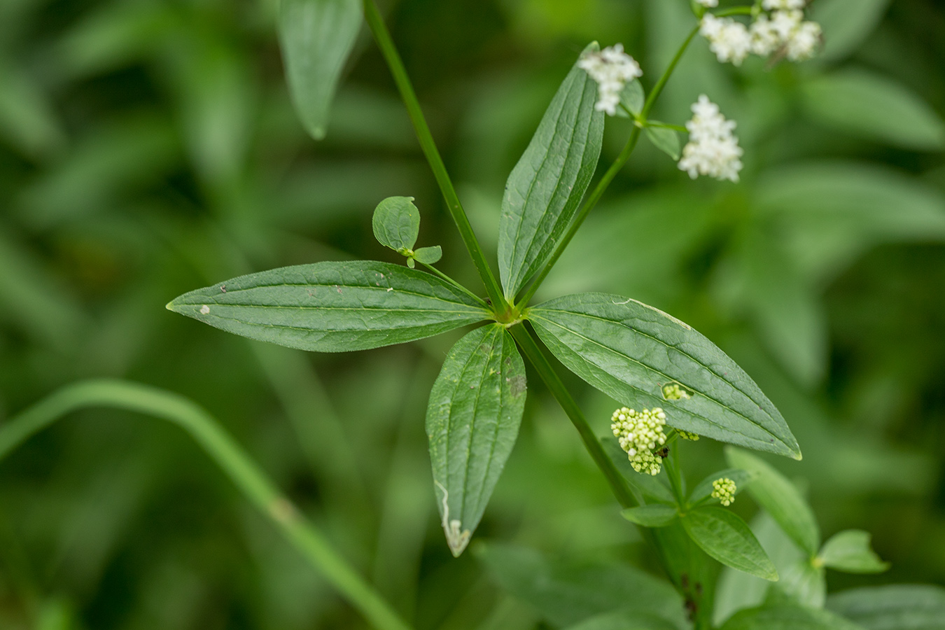 Image of Galium rubioides specimen.