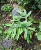 Dryopteris sieboldii