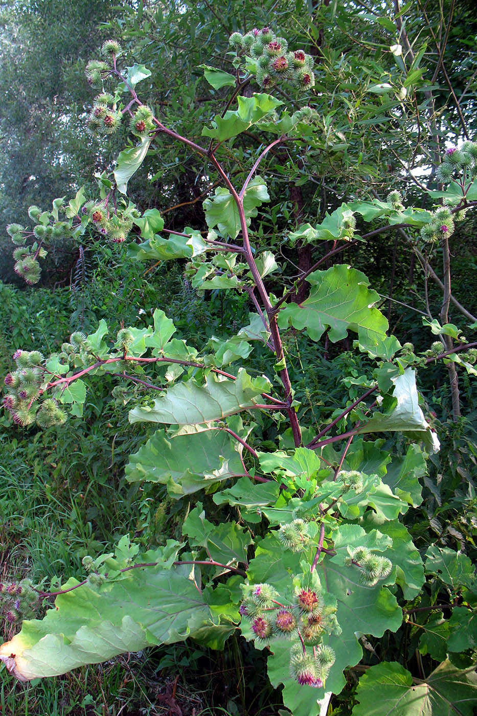 Image of Arctium lappa specimen.