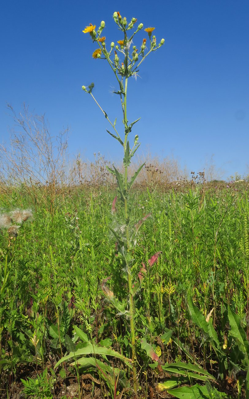 Image of Picris hieracioides specimen.