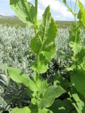 Doronicum austriacum