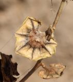 Atriplex flabellum