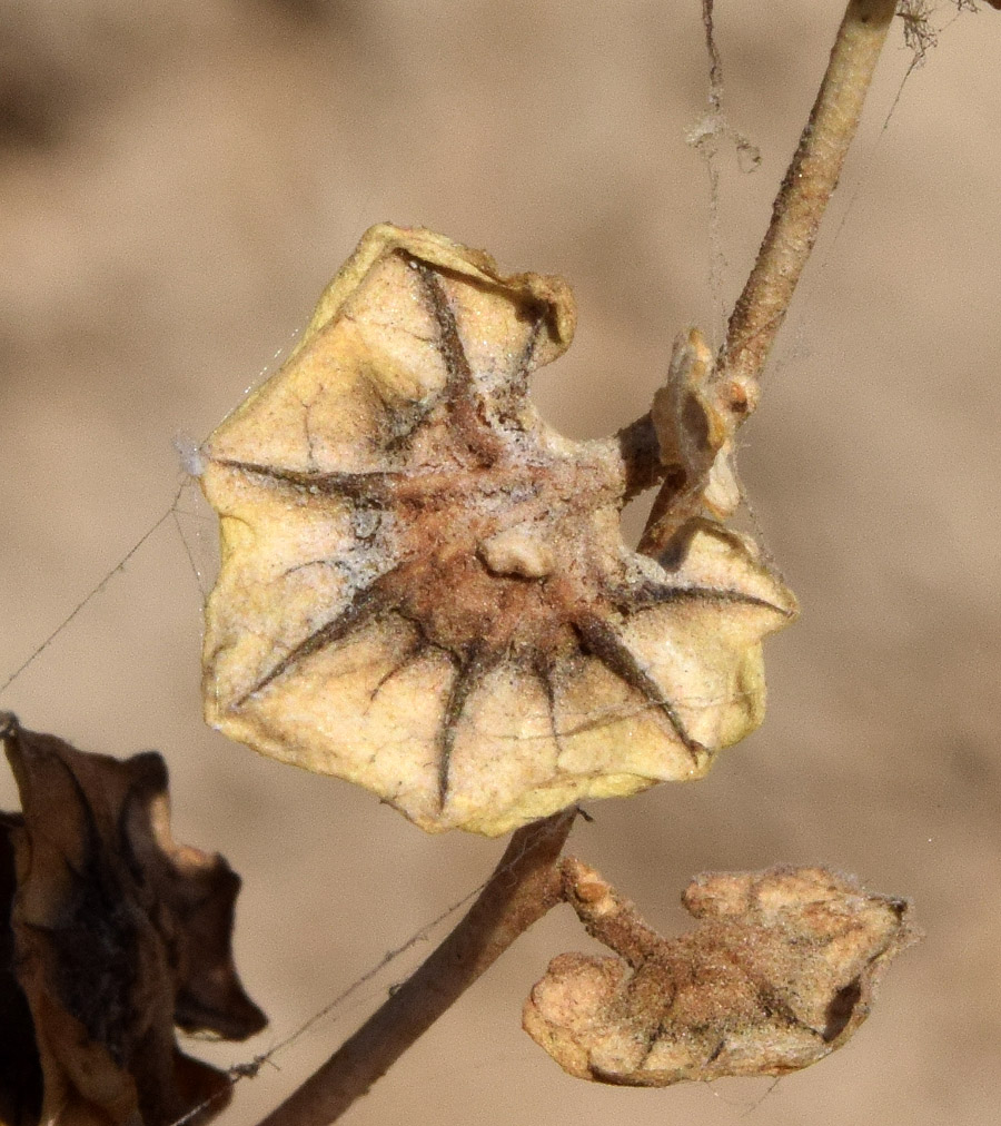 Image of Atriplex flabellum specimen.