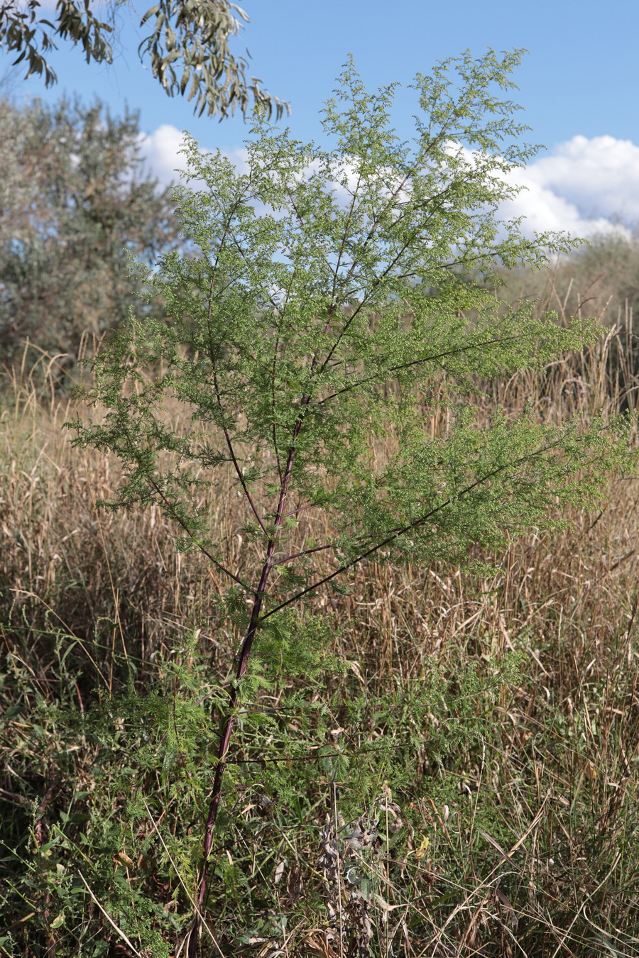 Изображение особи Artemisia annua.