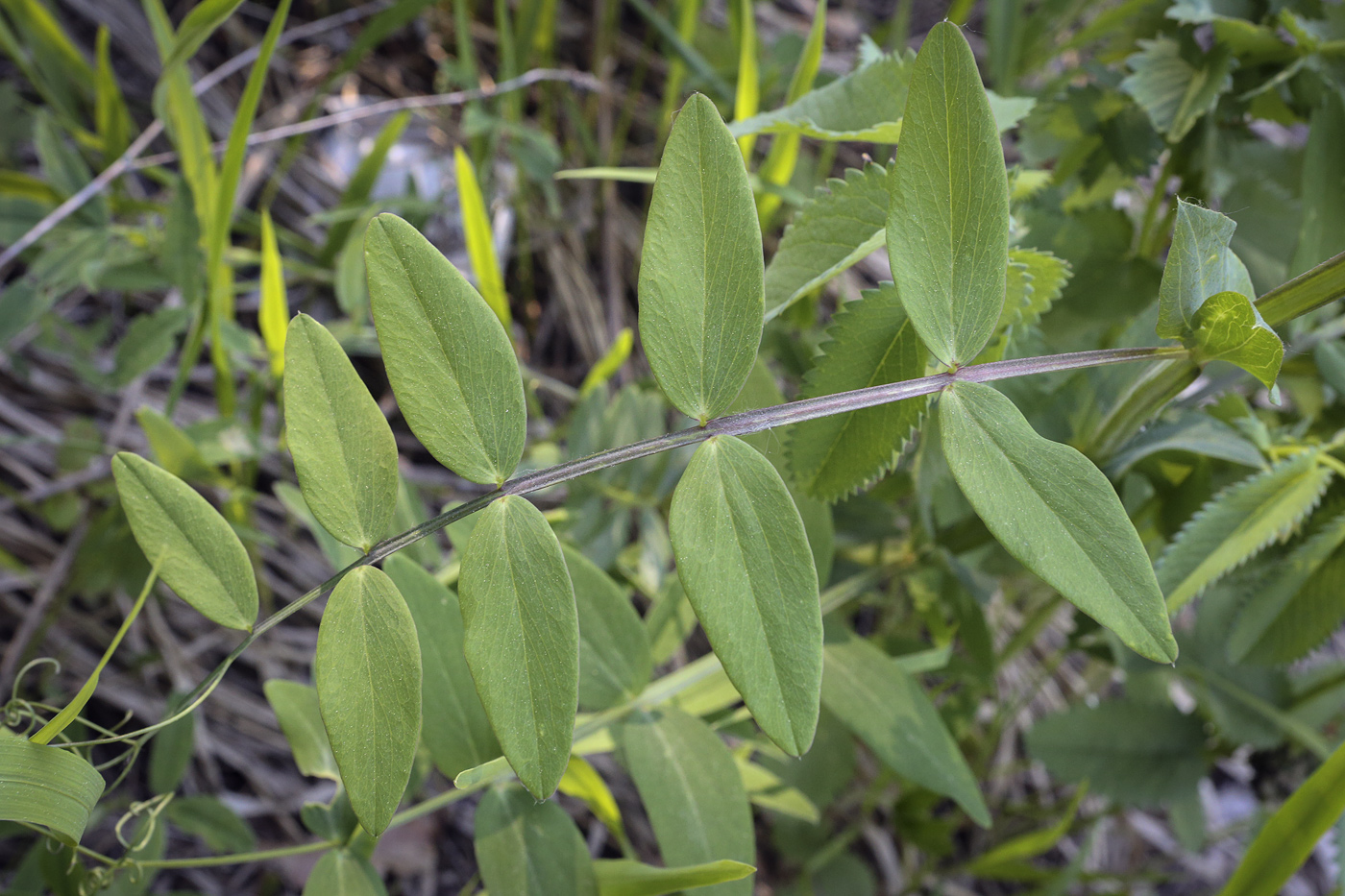 Image of Lathyrus pisiformis specimen.