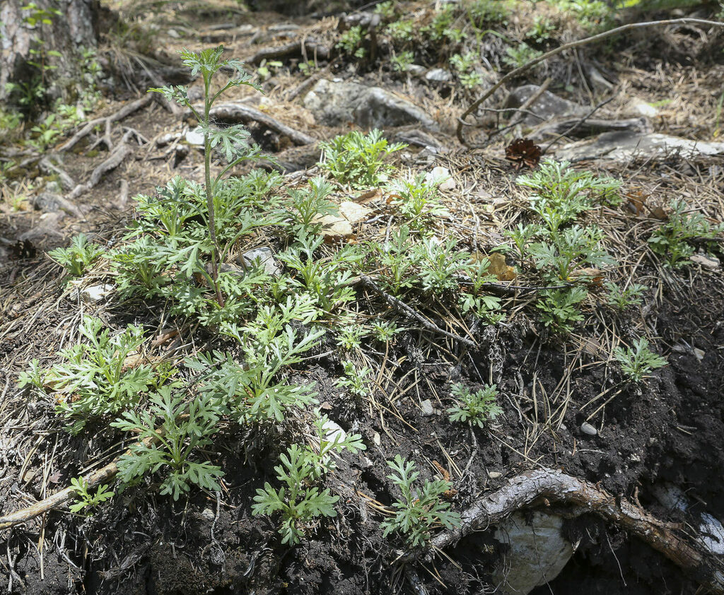 Image of Chrysanthemum zawadskii specimen.