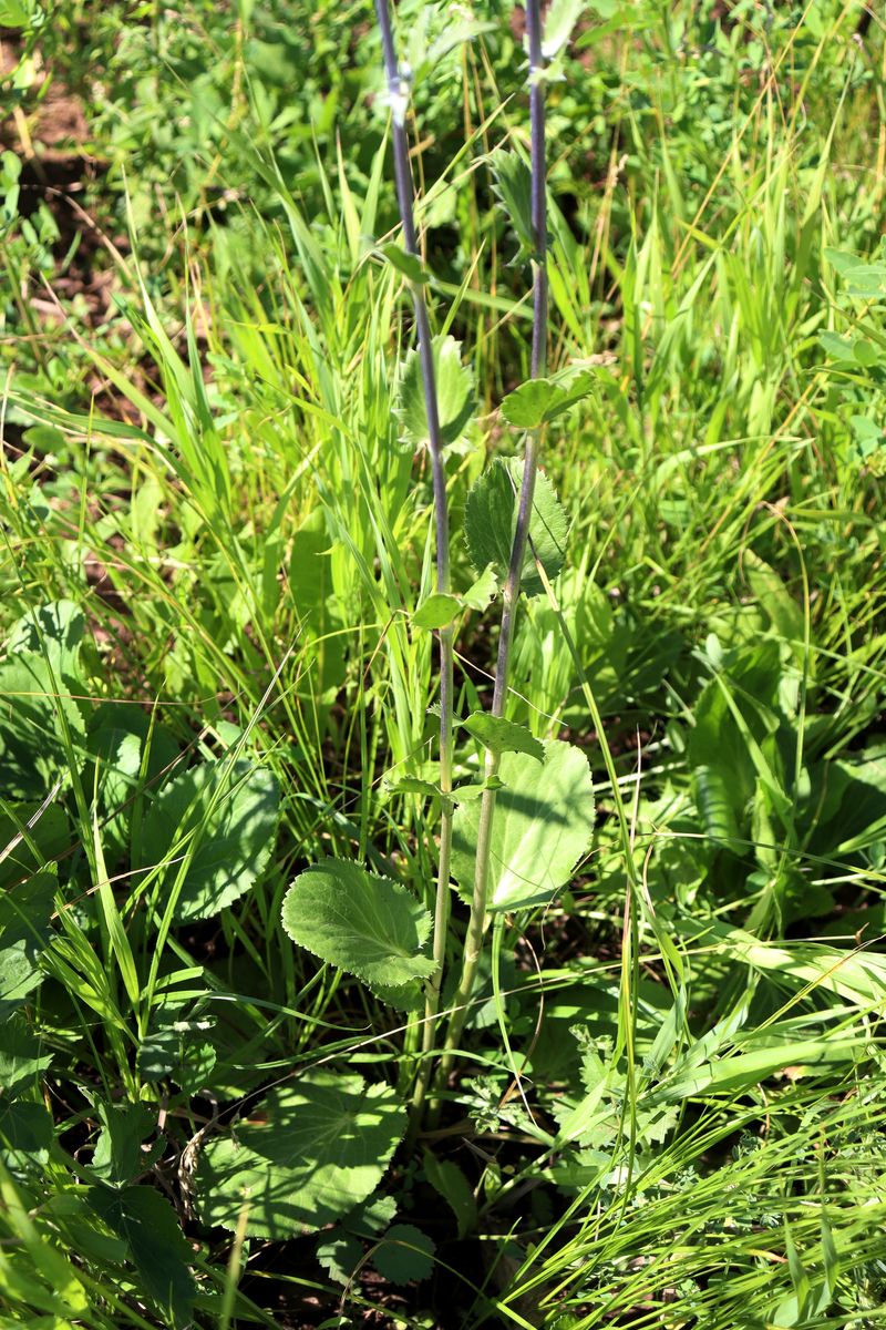 Image of Eryngium planum specimen.
