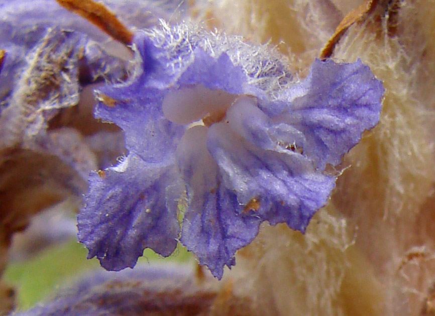 Изображение особи Orobanche coerulescens.