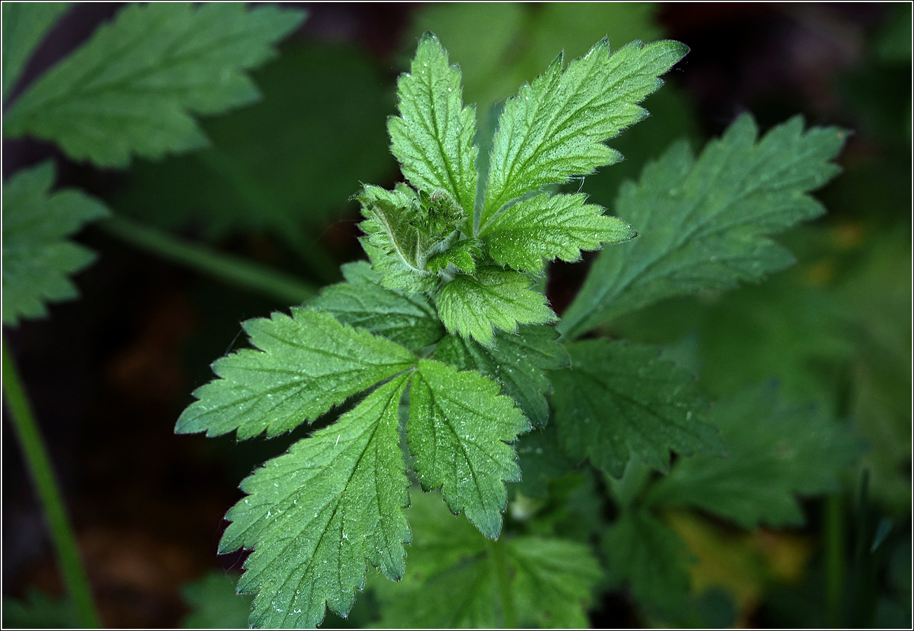 Image of Geum rivale specimen.