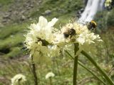 Cephalaria gigantea. Верхушки побегов с соцветиями и кормящимися шмелями. Карачаево-Черкесия, Урупский р-н, Кавказский биосферный заповедник, Имеретинское ущелье, Большой Имеретинский водопад, ≈ 2050 м н.у.м., субальпийский луг. 30.07.2022.