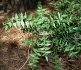 Ruscus aculeatus