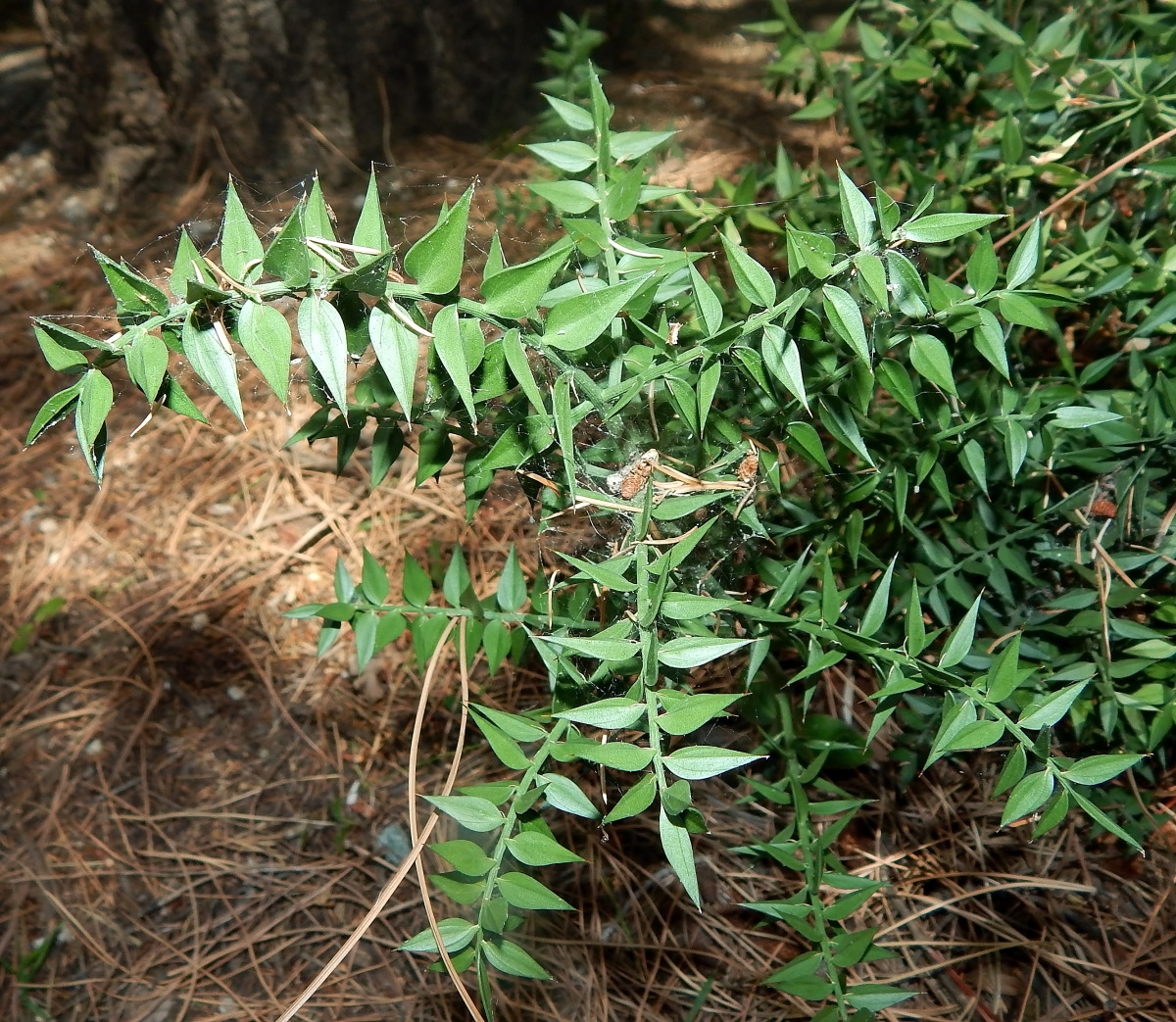 Изображение особи Ruscus aculeatus.