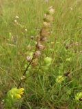 Rhinanthus serotinus. Верхушка плодоносящего растения. Беларусь, Гродненская обл., Новогрудский р-н, объездная дорога, суходольный злаково-разнотравный луг. 08.07.2022.