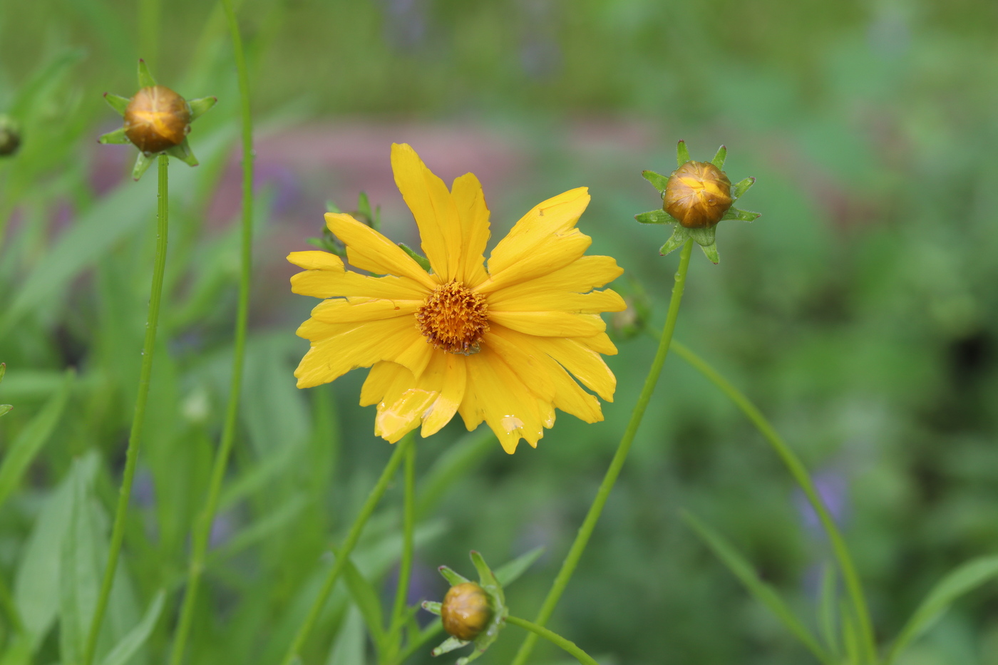 Изображение особи Coreopsis lanceolata.