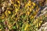 Corydalis impatiens